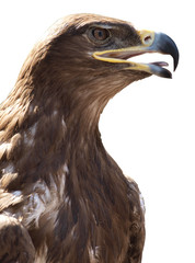 Head of a large eagle on a white background