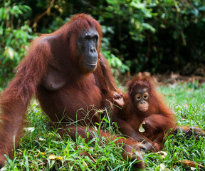 Female and male orangutan sitting on the grass. Indonesia. The island of Kalimantan (Borneo). An excellent illustration.