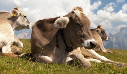 head of cow (bos primigenius taurus), with cowbell