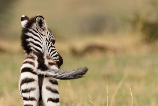 Fototapeta Zebrafohlen