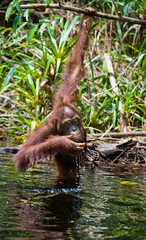 Orangutan drinking water from the river in the jungle. Indonesia. The island of Kalimantan (Borneo). An excellent illustration.