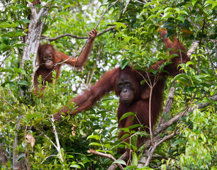 The female of the orangutan with a baby in a tree. Indonesia. The island of Kalimantan (Borneo). An excellent illustration. © gudkovandrey