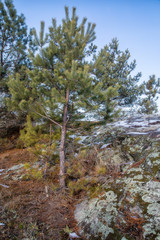 moss covered rocks in pine tree forest wild scenery