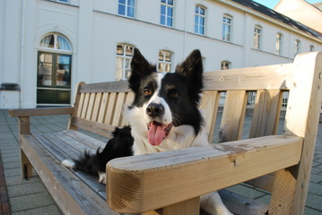Border collie relaxing on the bench - obrazy, fototapety, plakaty