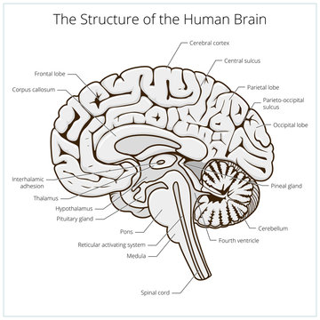 Structure of human brain section schematic vector
