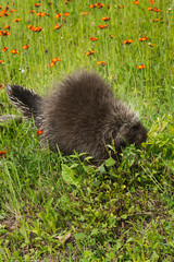Porcupine (Erethizon dorsatum) Walks Right