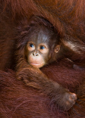 Naklejka premium Portret małego orangutana. Zbliżenie. Indonezja. Wyspa Kalimantan (Borneo). Doskonała ilustracja.
