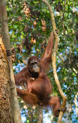 Orangutan in the wild. Indonesia. The island of Kalimantan (Borneo). An excellent illustration.