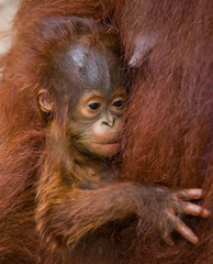 Portrait of a baby orangutan. Close-up. Indonesia. The island of Kalimantan (Borneo). An excellent illustration.