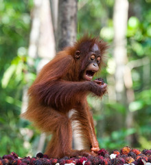 The  baby orangutan on feeding place. Indonesia. The island of Kalimantan (Borneo). An excellent illustration.