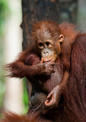 Fototapeta premium A baby orangutan in the wild. Indonesia. The island of Kalimantan (Borneo). An excellent illustration.