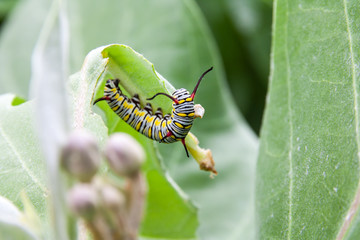 green caterpillar