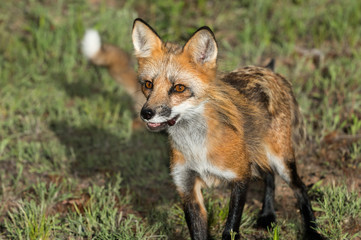 Naklejka na ściany i meble Red Fox Vixen (Vulpes vulpes) Closeup with Kit in Background