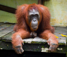 Orangutan  on a wooden platform in the jungle. Indonesia. The island of Kalimantan (Borneo). An excellent illustration.