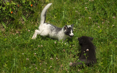 Marble and Silver Fox (Vulpes vulpes) Play in the Grass