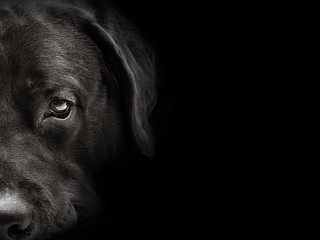 donkere snuit labrador hond close-up. vooraanzicht