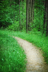 Obraz premium Nature design. Path in the green forest