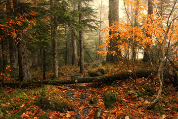 Beautiful autumn mixed forest with yellow leaves on the ground and mild fog on background