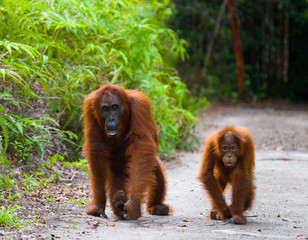 The female of the orangutan with a baby on a footpath. Funny pose. Rare picture. Indonesia. The island of Kalimantan (Borneo). An excellent illustration. © gudkovandrey