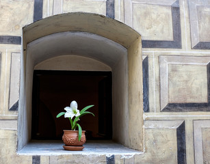 Flower in Arched Window