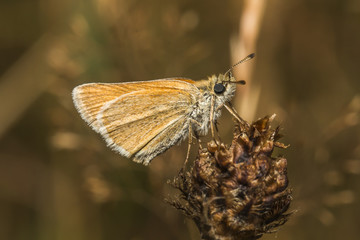 Rostfarbiger Dickkopffalter (Ochlodes sylvanus)