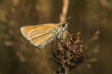 Rostfarbiger Dickkopffalter (Ochlodes sylvanus)
