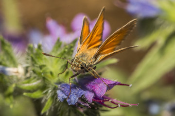 Rostfarbiger Dickkopffalter (Ochlodes sylvanus)