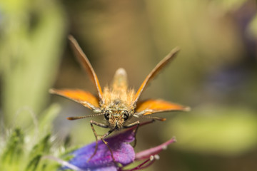 Rostfarbiger Dickkopffalter (Ochlodes sylvanus)
