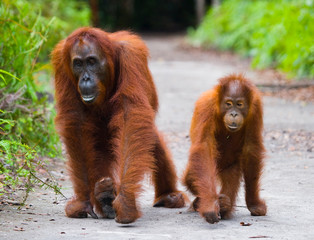 The female of the orangutan with a baby on a footpath. Funny pose. Rare picture. Indonesia. The...