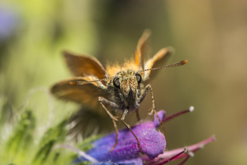 Rostfarbiger Dickkopffalter (Ochlodes sylvanus)