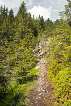 Fototapeta Forest in the mountains with pine trees