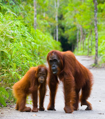Obraz premium The female of the orangutan with a baby on a footpath. Funny pose. Rare picture. Indonesia. The island of Kalimantan (Borneo). An excellent illustration.
