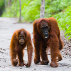 The female of the orangutan with a baby on a footpath. Funny pose. Rare picture. Indonesia. The...
