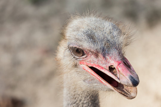 Portrait of an ostrich head