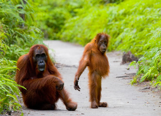 Female orangutan with a baby in the wild. Indonesia. The island of Kalimantan (Borneo).  © gudkovandrey