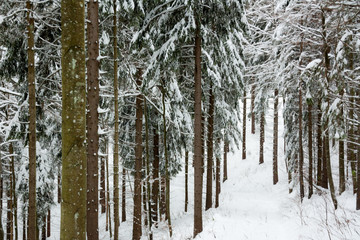 Fototapeta premium Winterwald im Schwarzwald