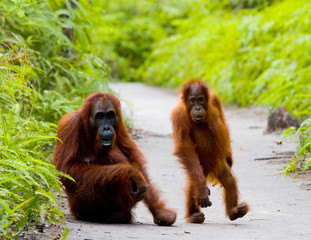 Female orangutan with a baby in the wild. Indonesia. The island of Kalimantan (Borneo). 