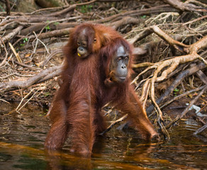 Female and baby orangutan drinking water from the river in the jungle. Indonesia. The island of Kalimantan (Borneo). An excellent illustration.