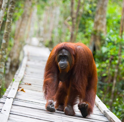 Orangutan is going on a wooden platform in the jungle. Indonesia. The island of Kalimantan (Borneo). An excellent illustration. © gudkovandrey