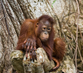 A baby orangutan in the wild. Indonesia. The island of Kalimantan (Borneo). An excellent illustration. © gudkovandrey