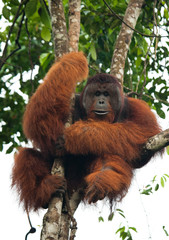 Obraz premium Big male orangutan on a tree in the wild. Indonesia. The island of Kalimantan (Borneo). An excellent illustration.