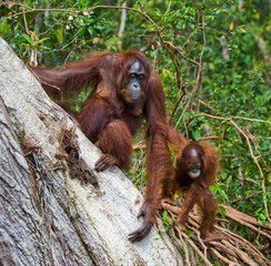 Female orangutan with a baby in the wild. Indonesia. The island of Kalimantan (Borneo). 