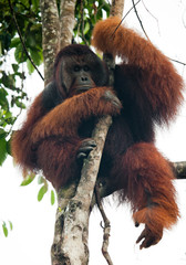 Big male orangutan on a tree in the wild. Indonesia. The island of Kalimantan (Borneo). An excellent illustration. © gudkovandrey