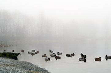 early morning landscape over foggy misty lake with duck