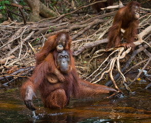 Female and baby orangutan drinking water from the river in the jungle. Indonesia. The island of Kalimantan (Borneo). An excellent illustration.