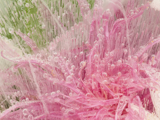 delicate pink flower frozen in ice