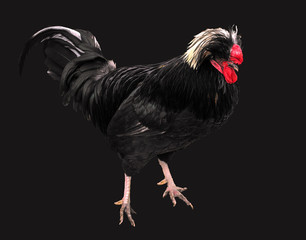 exotic colorful cock with a crest, red comb isolated