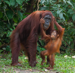 Female orangutan with a baby in the wild. Indonesia. The island of Kalimantan (Borneo).  © gudkovandrey