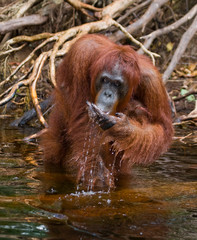 Orangutan drinking water from the river in the jungle. Indonesia. The island of Kalimantan (Borneo). An excellent illustration.
