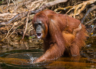 Female and baby orangutan drinking water from the river in the jungle. Indonesia. The island of...